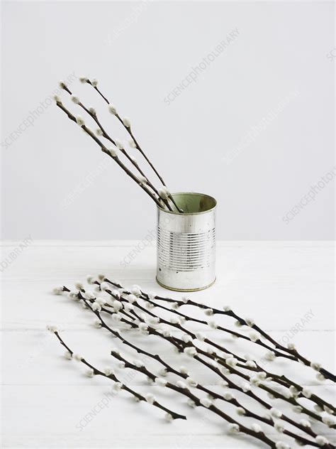 Pussy Willows Flower Arrangement In Tin Can Stock Image C Science Photo Library
