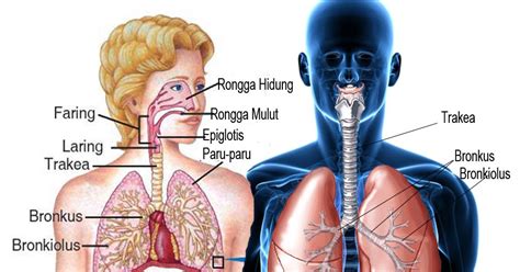 Urutan Proses Masuknya Udara Dalam Sistem Pernapasan Yang Tepat Adalah