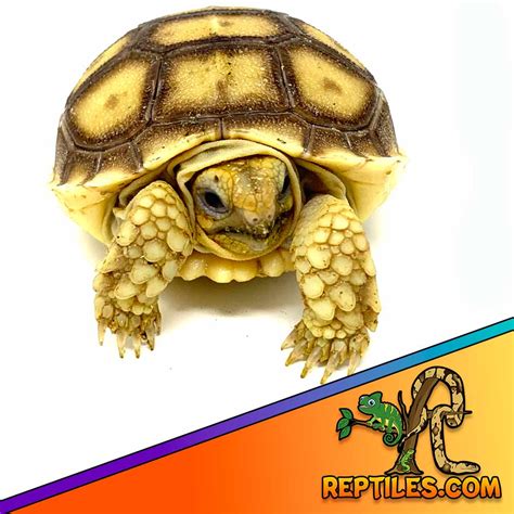 Sulcata Tortoise For Sale Near Me Baby Sulcata Tortoises For Sale