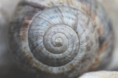 Premium Photo A Close Up Of A Snail Shell