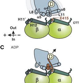 Structural Basis For MT Dependent Activation Of Kinesin ATPase A Two