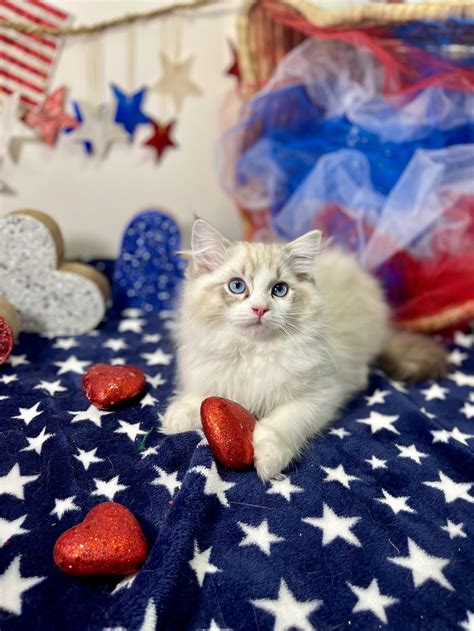 Available Pedigree Ragdoll Kittens — Kiki S Ragdolls