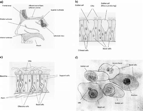 Nose Cilia Diagram