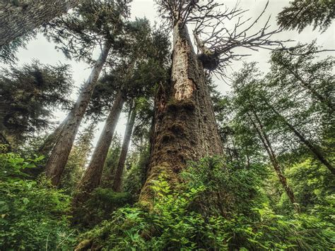 Yakoun Old Growth Sitka Spruce Grove Hike Haida Gwaii