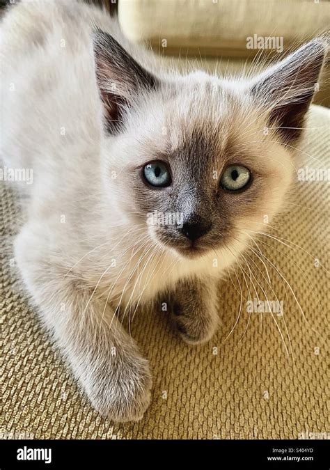 Tan And Brown Kitten With Blue Eyes Looking Directly At Camera Stock