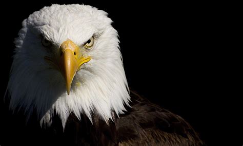 American Eagle Wallpapers - Wallpaper Cave