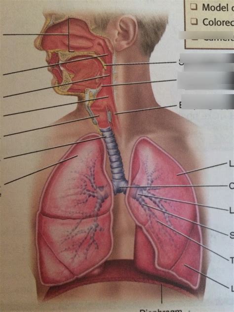 Biology Lab Final Chapter 22 Respiratory System Diagram Quizlet