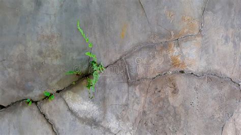 Pared De Cemento Agrietada Con Plantas De Helechos Verdes Paredes