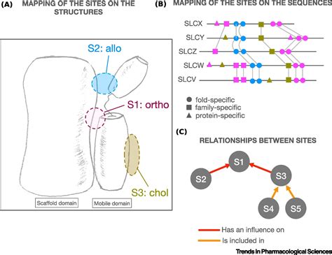 Targeting Solute Carrier Transporters Through Functional Mapping