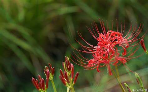 Lycoris Radiata Red Lycoris Flowers Picture 1440x900 Download