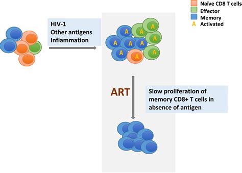 Mechanisms regulating expansion of CD8+ T cells during HIV‐1 infection