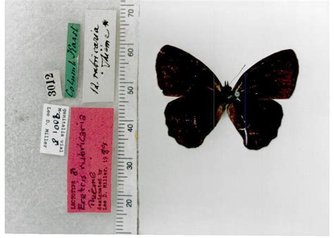 Eretris o. ocellifera (type specimens)