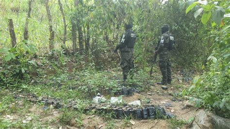 Aseguran plantación de arbustos de coca en Patuca