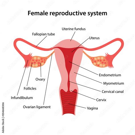 Female Reproductive System Labeled