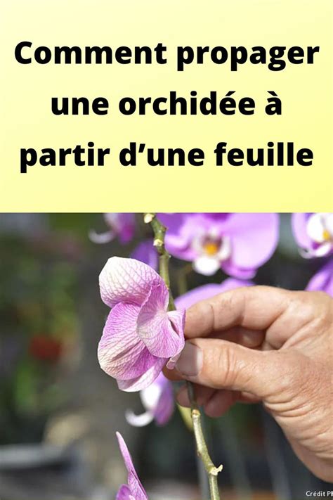 Comment Propager Une Orchid E Partir Dune Feuille