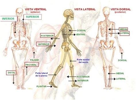 Introducción a la anatomia Mapa Mental