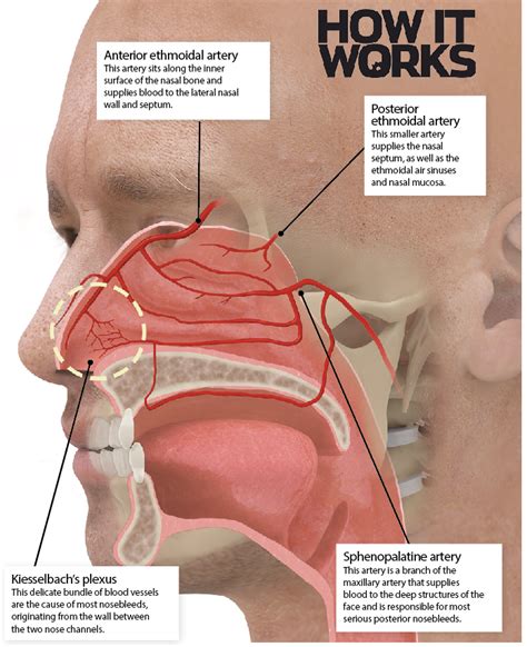 How The Nose Works