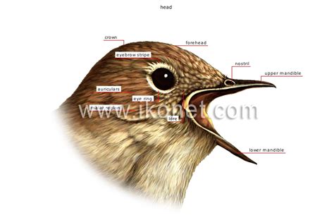 Animal Kingdom Birds Bird Morphology Of A Bird Image Visual