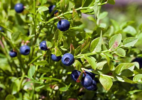 Черника садовая посадка и уход в открытом грунте Выращивание черники в ...