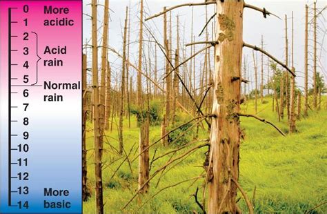 acid_precipitation.html 03_10AcidPrecipitation-L.jpg