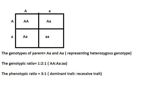 Given Three Possible Phenotypes For Parents Showing Dominance Aa Aa