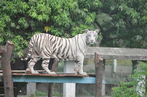 indore zoo blue sky dreamers