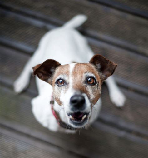 Are Jack Russell Terriers Aggressive? - SpiritDog Training