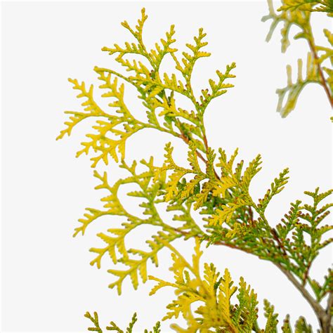 Yellow Ribbon Arborvitae For Sale Online The Tree Center