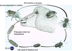 Arthropods III Diptera Flashcards Quizlet