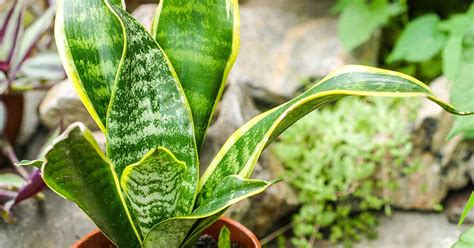 21 Different Varieties Of Snake Plants To Grow Indoors Make House Cool