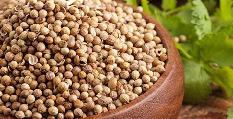 Кориандр что это такое. Полезные свойства и противопоказания.