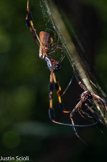 Golden Silk Orbweaver Trichonephila Clavipes Bugguide Net