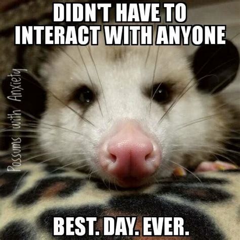 Pin By Noelle Jacob On Possums Raccoon Possum Funny Possum