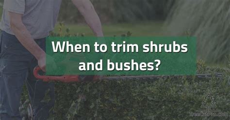 When Is The Best Time Of Year To Trim Bushes And Shrubs TreeCutPro