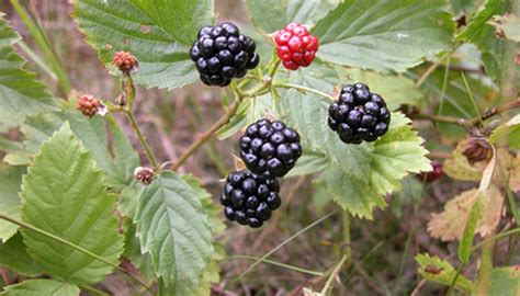 How to Grow Blackberry Bushes | Garden Guides