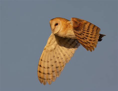 Barn Owl Flight Photograph By Kent Keller Fine Art America