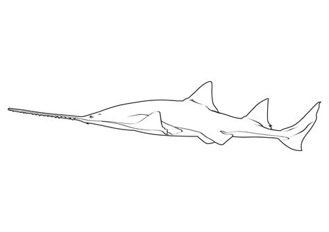 largetooth sawfish pristis pristis coloring page  printable