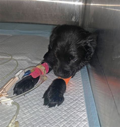 Parvo Pups – Free Animal Doctor