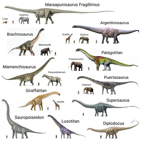 Dinosaurs sauropods size comparison – Artofit