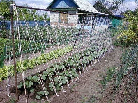 Шпалеры для огурцов и помидоров своими руками - способы изготовления опор
