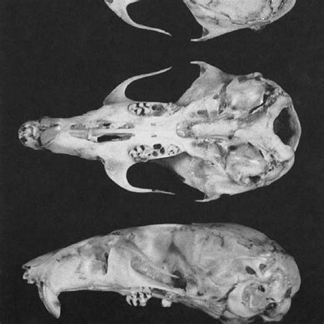 Dorsal Ventral And Lateral Views Of Cranium And Lateral View Of