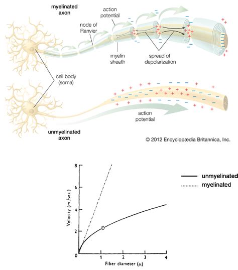 4: Myelination allows saltatory conduction Top: Schematic demonstrating ...