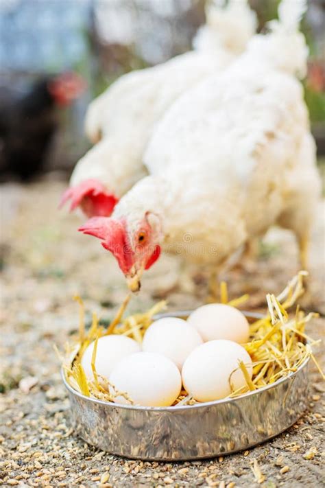 Chickens Broilers On The Farm Selective Focus Stock Photo Image Of