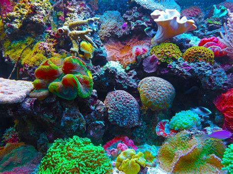 Coral Reef Animals And Plants