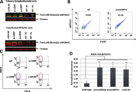 Transfected NT2 D1 Cells Using With Expression Plasmids Bearing