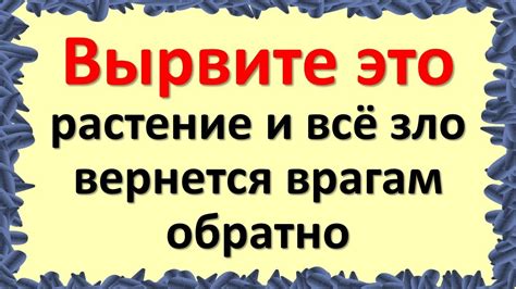 Вырвите это растение и все зло вернется врагам обратно. Три главных ...
