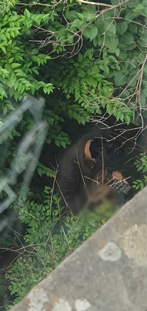 Shocking Moment Fast Food Delivery Driver Caught Performing Sex Act In Bushes Outside Glasgow