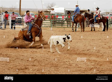 Rodeo Action During The Calf Roping Competition Stock Photo Alamy