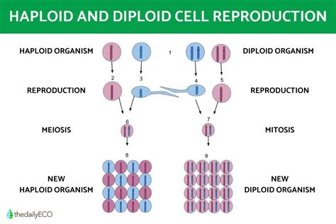 Difference Between Haploid And Diploid Cells With Diagrams