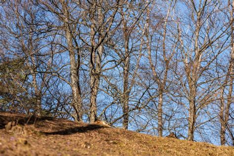 Naked Tree Branches In Late Autumn With No Leaves Stock Image Image Of Garden Branch